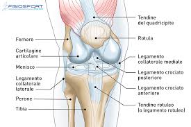 Patologie Del Ginocchio Fisiosport Roma
