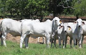 Cattle for sale ~ ranch classifieds. For Sale Triple S Ranch Brahman Cattle In Brenham Texas