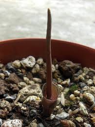 Image result for Buchnera attenuata