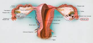 It contains the pelvic bones, bladder, rectum, and reproductive organs. Ovarian Cysts And Pelvic Masses Cigc