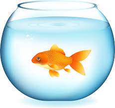 118 Goldfish Vector 2 Png 3502 3309 Vector Free Vector Flowers Donut Vector
