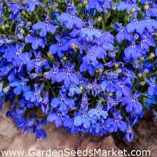 Check spelling or type a new query. Lobelia Tepi Biru Taman Lobelia Trailing Lobelia 6400 Biji Lobelia Erinus Garden Seeds Market Bebas Biaya Kirim