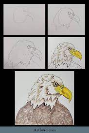 How To Draw An Eagle Beginner Art Drawings Drawing Skills