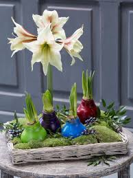Late december until the end of june. Waterless Waxed Amaryllis Color Mix Gardener S Supply