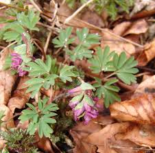 Image result for Corydalis mildbraedii