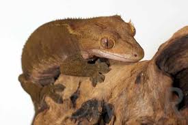 30+ vectors, stock photos & psd files. Crested Gecko Morph Guide Colors Morphs And Traits Moonvalleyreptiles Com
