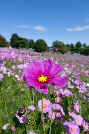 Cosmos Cosmos Flowers Beautiful Flowers Garden Beautiful Flowers