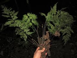 Image result for Asplenium hypomelas