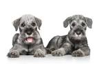 Schnauzer (Standard) Puppies for Sale - Adoptapet
