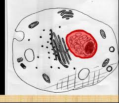 We did not find results for: Quia Gbio Section 7 2 Eukaryotic Cell Structures Cell Wall And Membrane From 7 3