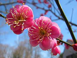 Choose from among realistic, lifelike japanese flowering tree options available at alibaba.com, perfect for enhancing your interior and outdoor decorations with the latest style. Japanese Apricot Chinese Plum Prunus Mume Tree 3 Seeds Amazon Ca Patio Lawn Garden