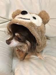 Pin By Yuka On Animal Animals Teddy Bear Chihuahua