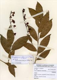 Image result for Campylospermum