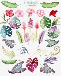 Clipart D Aquarelle De Fleurs Tropicales Comment Dessiner Une Fleur