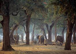 Mana Pools Zimbabwe Zimbabwe Africa Africa Travel Southern Africa