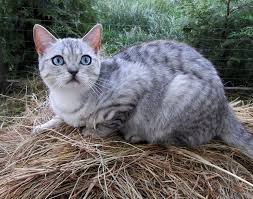 Maybe you would like to learn more about one of these? Cat Colours Mixed Monday Special Topaz Breed