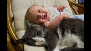 This way, they can see and scent each other clearly. Cats Meeting Babies For The First Time Compilation Youtube