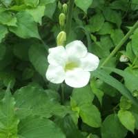 Image result for Pleurolobus salicifolius