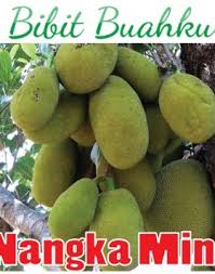 We did not find results for: Jual Bibit Daun Nangka Kuning Bibit Buahku
