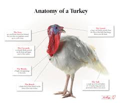 It's starting to look fairly consistent: Raising America S Turkeys National Turkey Federation
