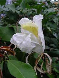 Image result for Baikiaea