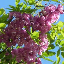 A tough tree which should be saved for the toughest sites. Purple Robe Locust