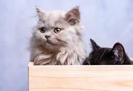 Maybe you would like to learn more about one of these? World S 10 Cutest Cat Breeds 10 Most Today