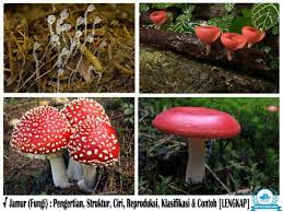 We did not find results for: Klasifikasi Jamur Fungi Pengertian Struktur Ciri Contoh