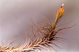 Image result for Heteromorpha