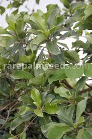 Image result for Terminalia stuhlmannii