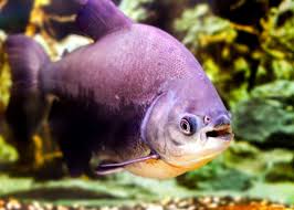 49 Pacu Fish Facts What You Need To Know Everywhere Wild