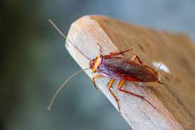 Roach bombs may be sufficient since these are excellent at targeting anything flying around the. Why Do Cockroaches Fly Terminix