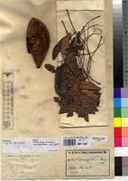 Image result for Xylia torreana