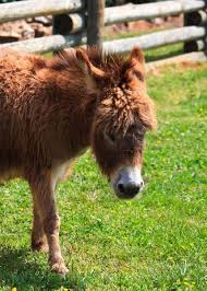 Maybe you would like to learn more about one of these? 27 Cute Miniature Donkey Facts Photos History Size Cost Pets Storyteller Travel