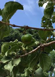 Image result for Vangueria esculenta