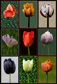 Tulpen Bloemen Logo Planten Tulip
