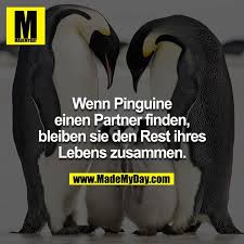 Auf deiner website habe ich fast alles gefunden ! Wenn Pinguine Einen Partner Finden Made My Day