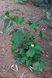 Image result for Malvastrum coromandelianum