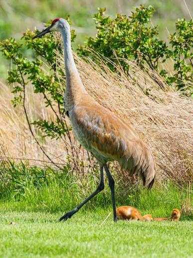 Sandhill Cranes and their Chicks! Spring has spring and our local cranes  have once again returned to raise some very cute orange puffballs on  stilts. 🥹 Some info on Sandhill Cranes from