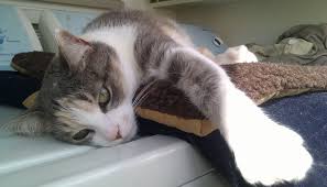 Lymphoma is by and large the most common cancer that affects cats, although there are other types of feline cancers that can affect domestic cats. Pet Talk Early Detection Is Best For Treating Breast Cancer In Pets Oregonlive Com