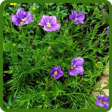 Image result for Nierembergia hippomanica