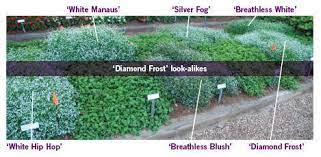We did not find results for: The Battle Of The Diamond Frost Look Alikes Greenhouse Grower