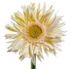 Pin By Dorinda Baca On Wedding Ideas Gerbera Flower Gerbera White Flowers