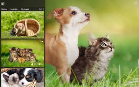 Apr 22, 2021 · cute cats. My Cats Dogs Cute Cat Dog Kitten Wallpapers