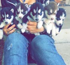 Salem adoption professionals and adoption agencies. Husky Puppies For Adoption For Sale In Salem Oregon Classified Americanlisted Com