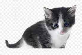 Frightened black and white kittens. Kittens White Transparent U0026 Png Clipart Free Download Ywd White Black Kitten Free Free Transparent Png Images Pngaaa Com