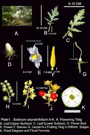 Image result for Synadenium angolense