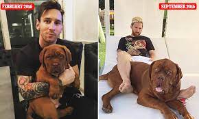 Maybe you would like to learn more about one of these? Lionel Messi Shows Off Pet Dog S Remarkable Growth Spurt As Barcelona Star Rests Daily Mail Online