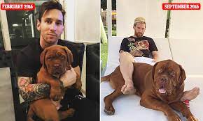 Also known as a bordeaux mastiff or french mastiff, the breed is known for its size and strength. Lionel Messi Shows Off Pet Dog S Remarkable Growth Spurt As Barcelona Star Rests Daily Mail Online