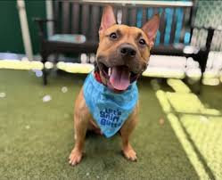 Urgent rescue needed for 1yr old male dog in Manhattan